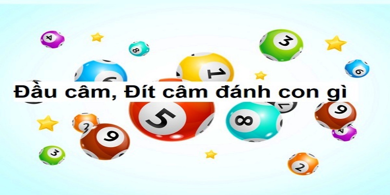 Khi đầu câm đít câm đánh con gì hợp lý