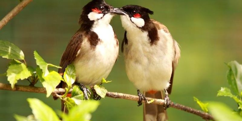 Mơ thấy chim chào mào nói chuyện: Biểu hiện của sự thông minh, sáng tạo và khả năng giao tiếp hiệu quả